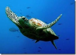 海龟